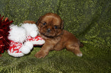 Honey AKC Registered Shih Tzu Female Honey Gold Born 11-15-2024 Click Here or More Info