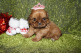 Honey AKC Registered Shih Tzu Female Honey Gold Born 11-15-2024 Click Here or More Info