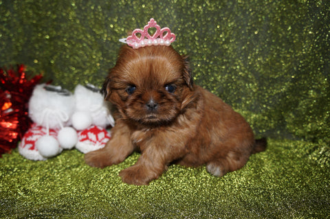 Honey AKC Registered Shih Tzu Female Honey Gold Born 11-15-2024 Click Here or More Info