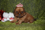 Honey AKC Registered Shih Tzu Female Honey Gold Born 11-15-2024 Click Here or More Info