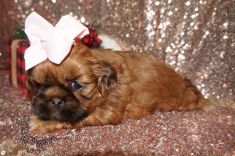 Maple AKC Registered Shih Tzu Female Maple Gold Born 11-15-2024 Click Here For More Info