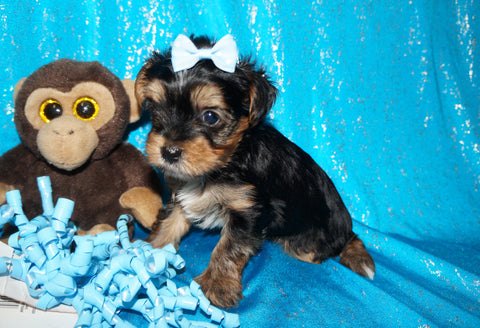 Noodle AKC Registered Yorkie Yorkshire Terrier Male Born 12-01-2024 Click Here For More Info