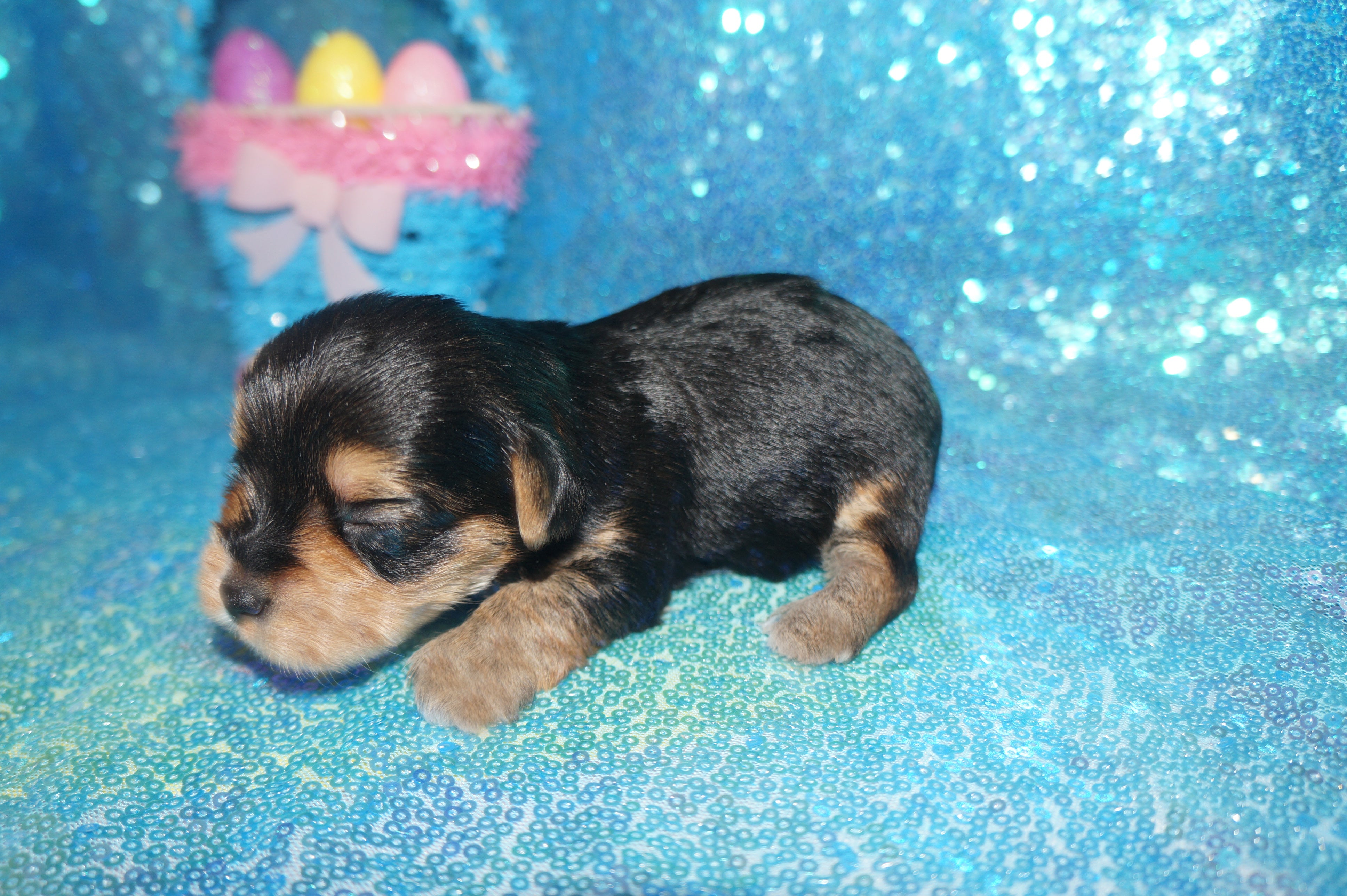 Booth TEACUP Yorkshire Terrier Male Yorkie Black and Gold Born 10-13-2 ...