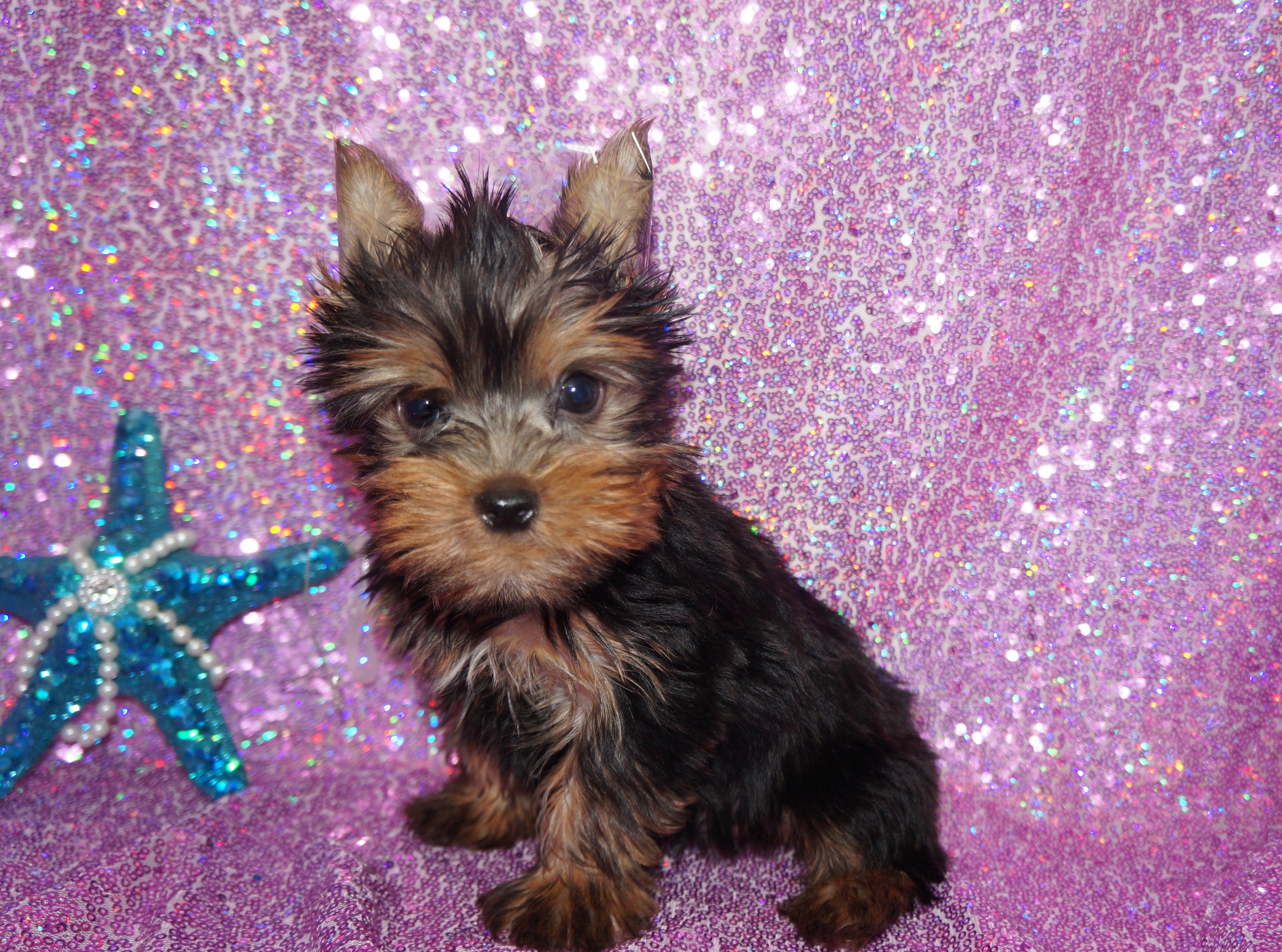 Dog, Yorkie on Lavender 48×58 Special