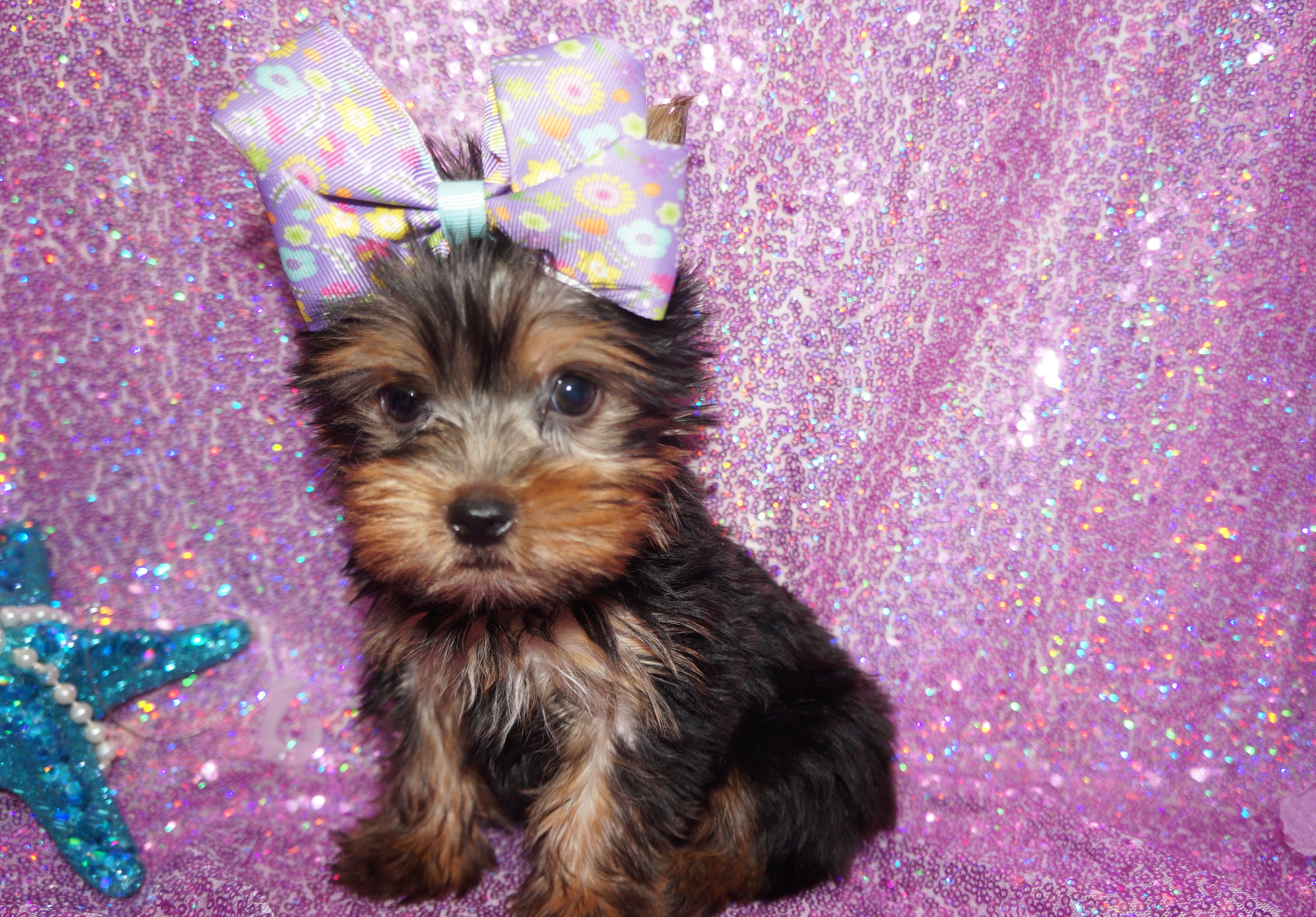 Dog, Yorkie on Lavender 48×58 Special